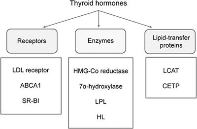 Hashimoto Thyroiditis and Dyslipidemia in Childhood: A Review